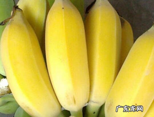 苹果蕉是不是转基因 苹果蕉是不是转基因食品