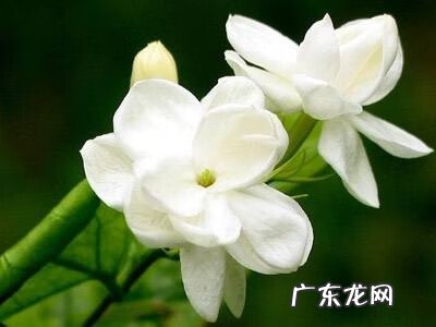 养栀子花的禁忌 栀子花怎么养怎么种