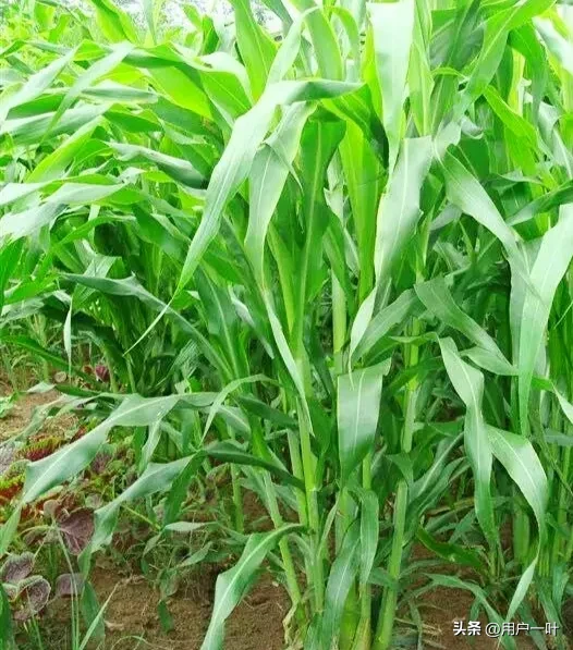 “处暑不出头，割了喂老牛”，老话有理吗？今年什么时候处暑？