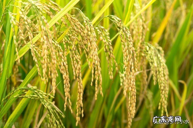 “处暑不出头,割了喂老牛”,老话有理吗?今年什么时候处暑?