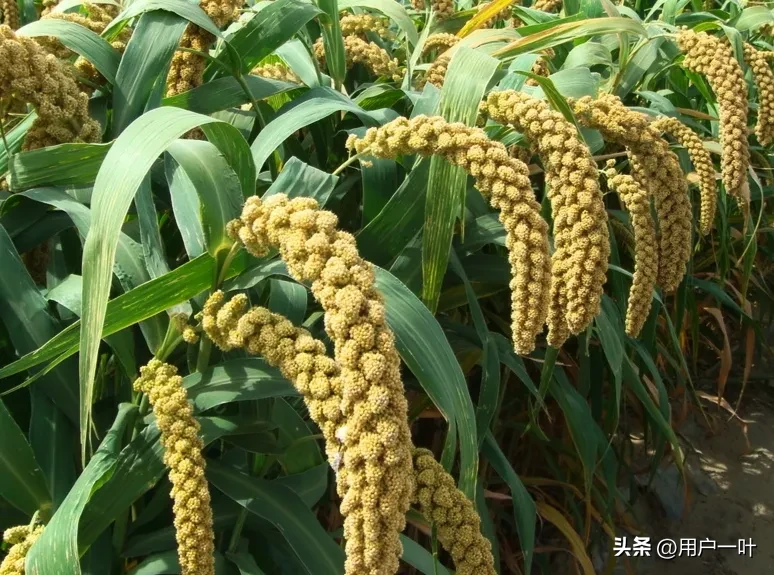 “处暑不出头，割了喂老牛”，老话有理吗？今年什么时候处暑？