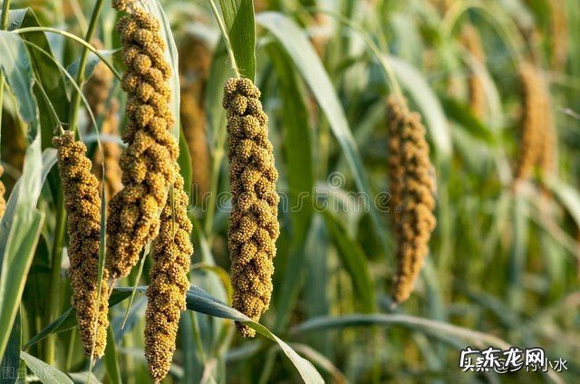 “处暑不出头,割了喂老牛”,老话有理吗?今年什么时候处暑?