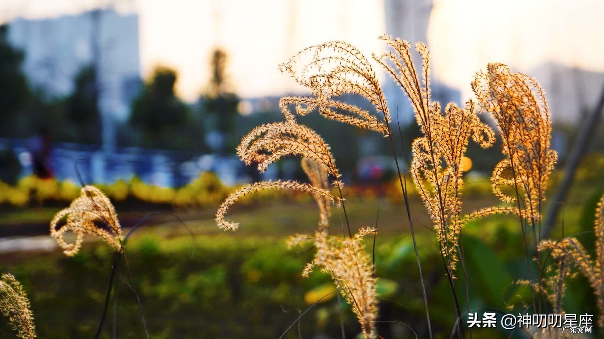 大家能否谈一谈，哪个星座最重感情？为何？