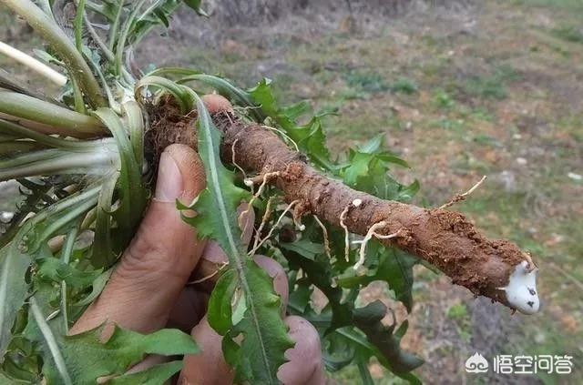 什么食物是肝脏的“保镖”,吃半个月,降酶护肝?