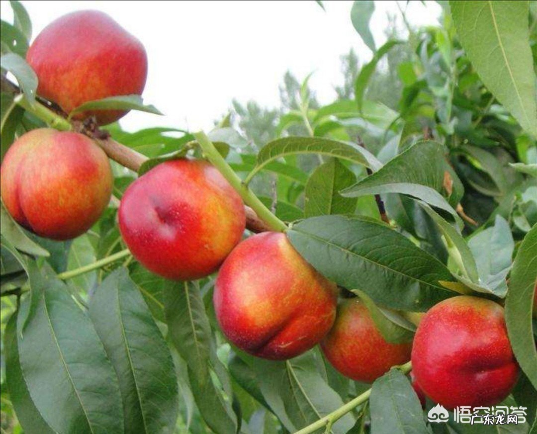 今年的油桃市场为什么这么好？