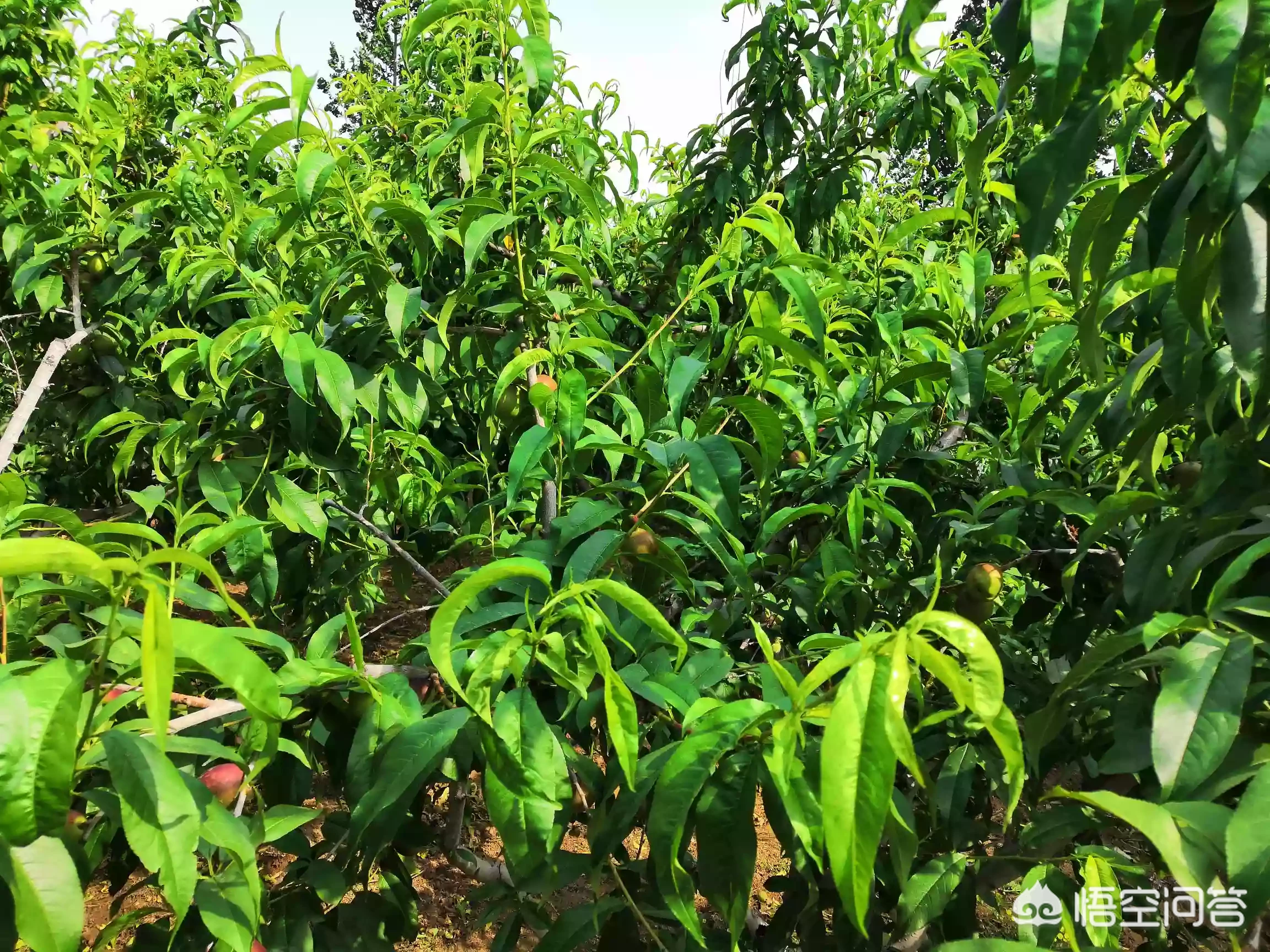 今年的油桃市场为什么这么好？