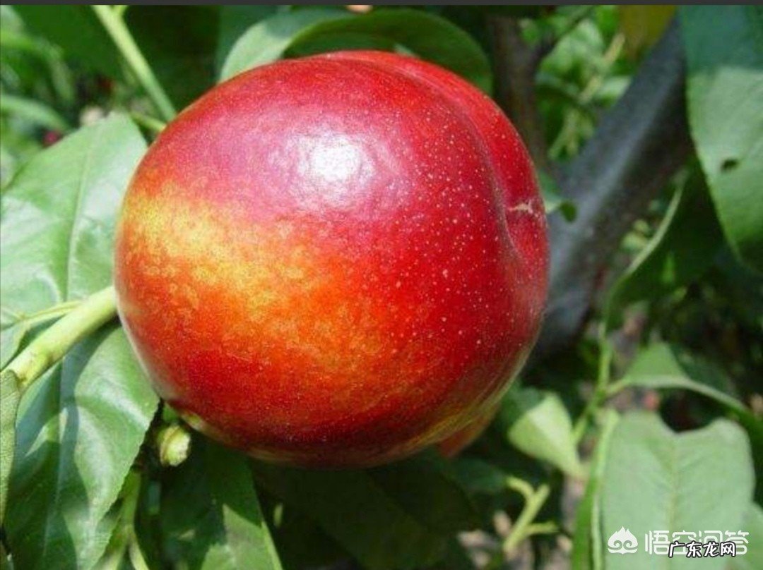 今年的油桃市场为什么这么好？