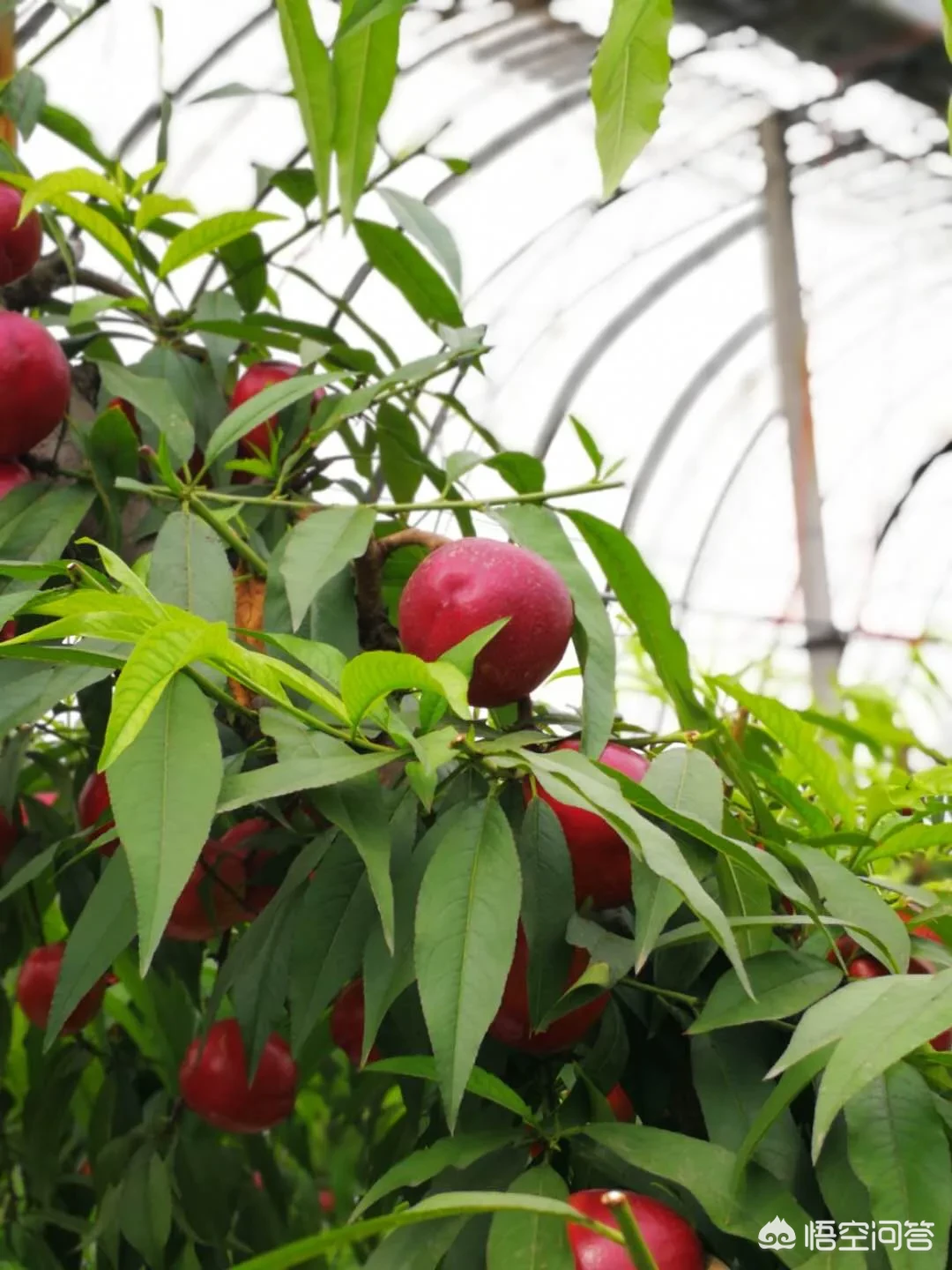 今年的油桃市场为什么这么好？