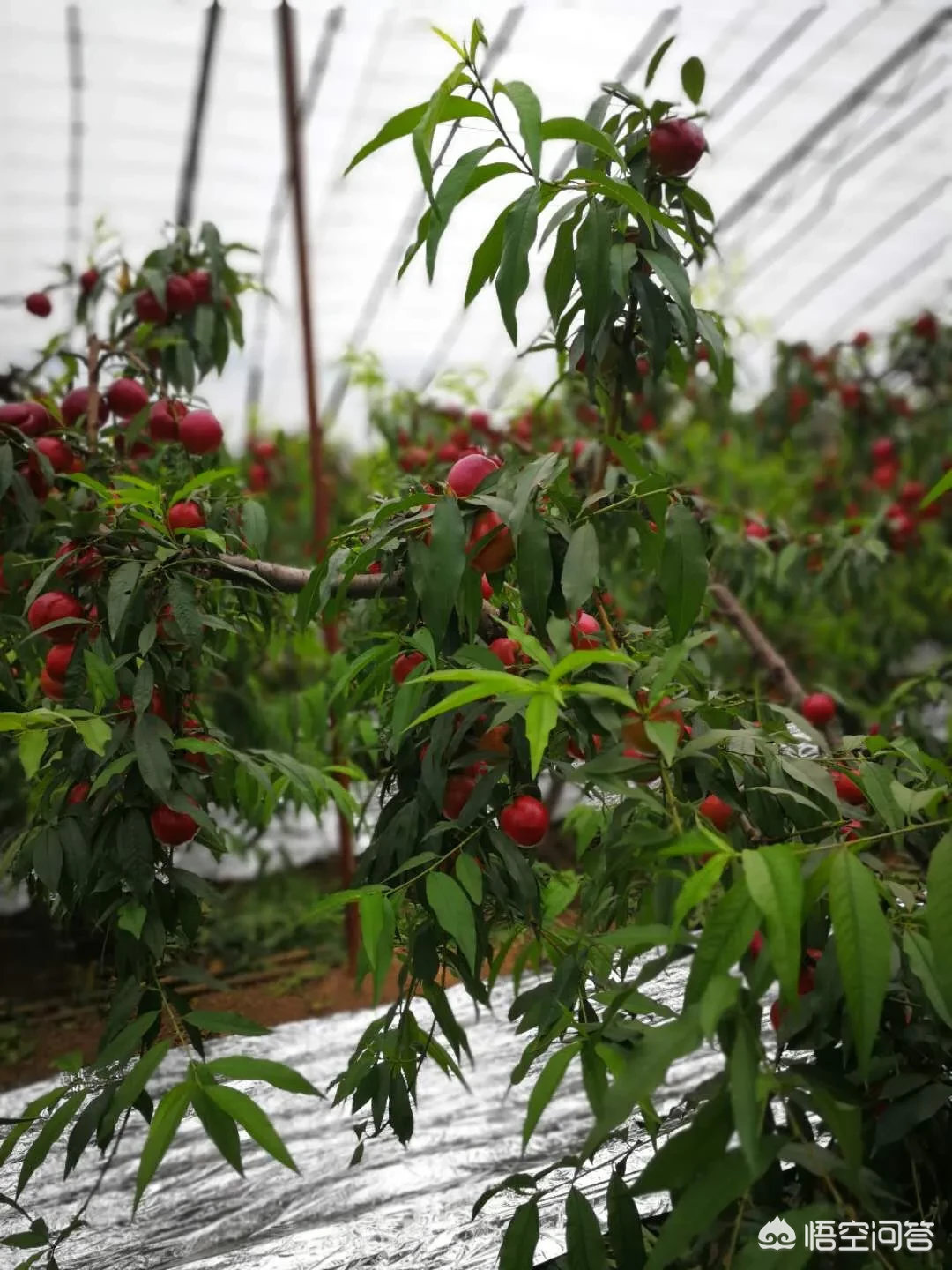 今年的油桃市场为什么这么好？