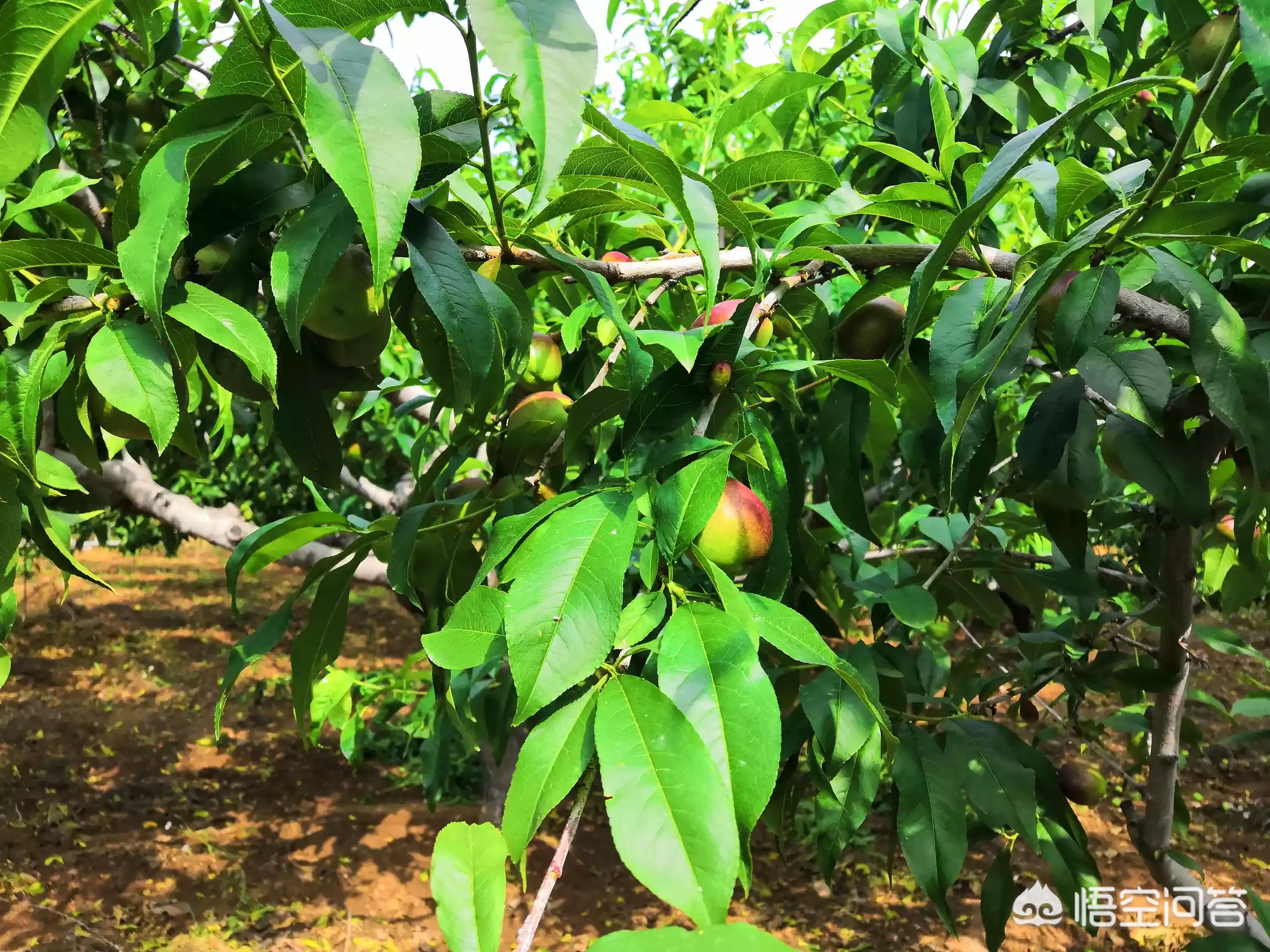 今年的油桃市场为什么这么好？
