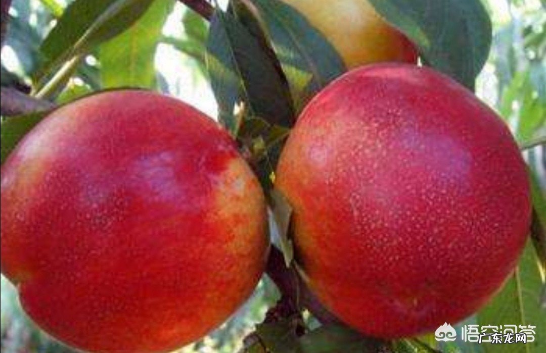 今年的油桃市场为什么这么好？