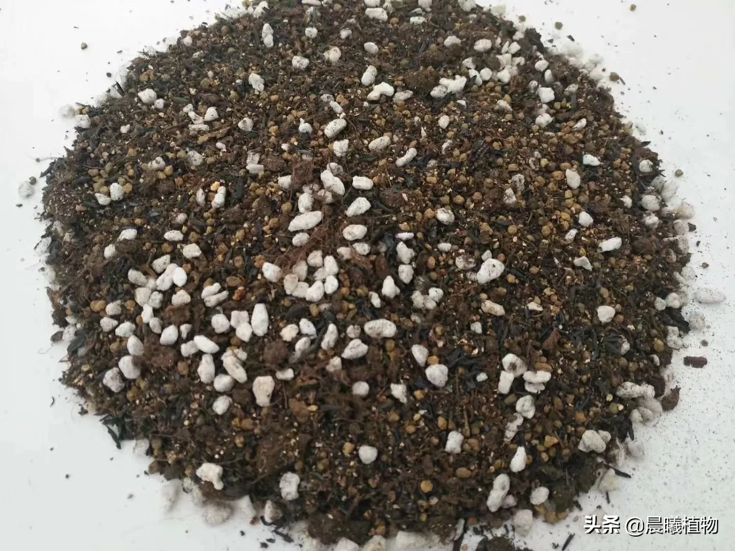 多肉植物雅乐之舞秋季如何繁殖?具体步骤是怎么样的?