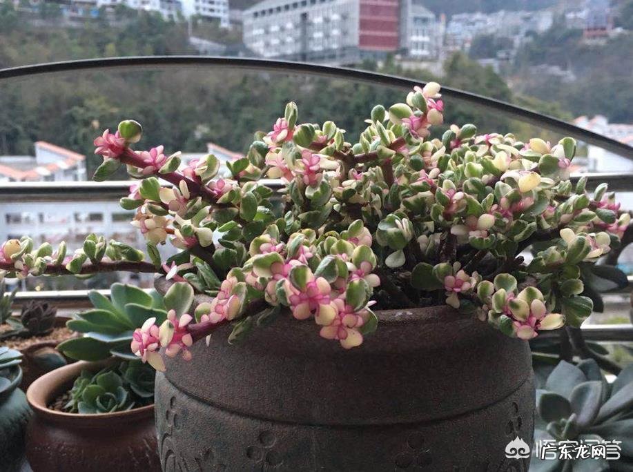 多肉植物雅乐之舞秋季如何繁殖?具体步骤是怎么样的?