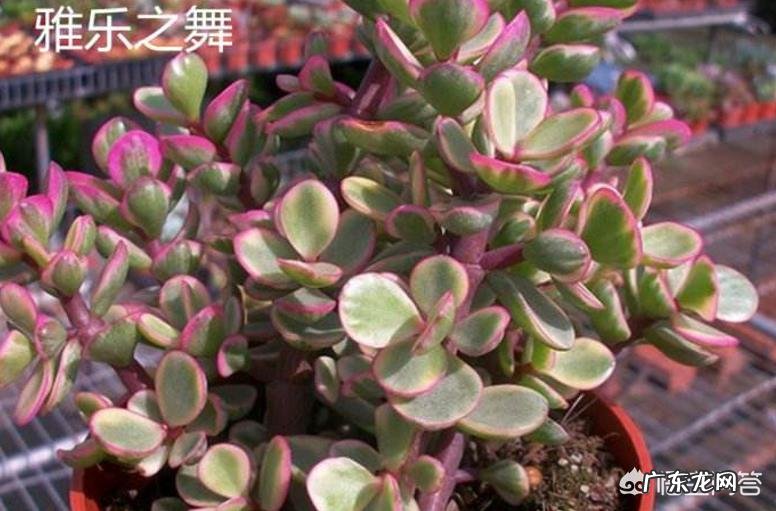 多肉植物雅乐之舞秋季如何繁殖?具体步骤是怎么样的?