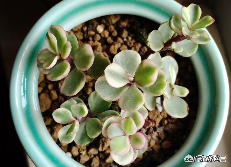 多肉植物雅乐之舞秋季如何繁殖?具体步骤是怎么样的?