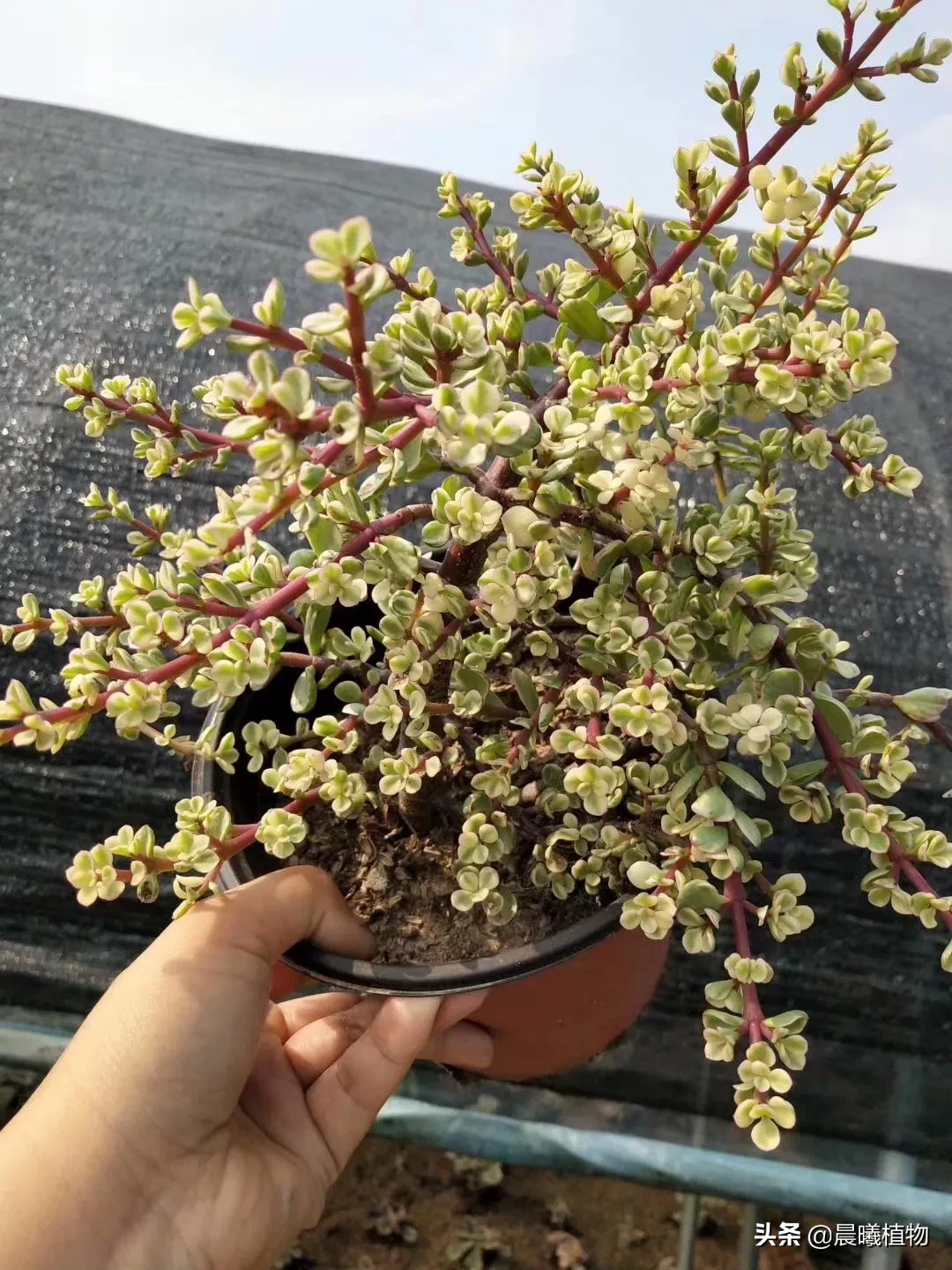 多肉植物雅乐之舞秋季如何繁殖?具体步骤是怎么样的?