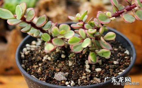 多肉植物雅乐之舞秋季如何繁殖?具体步骤是怎么样的?