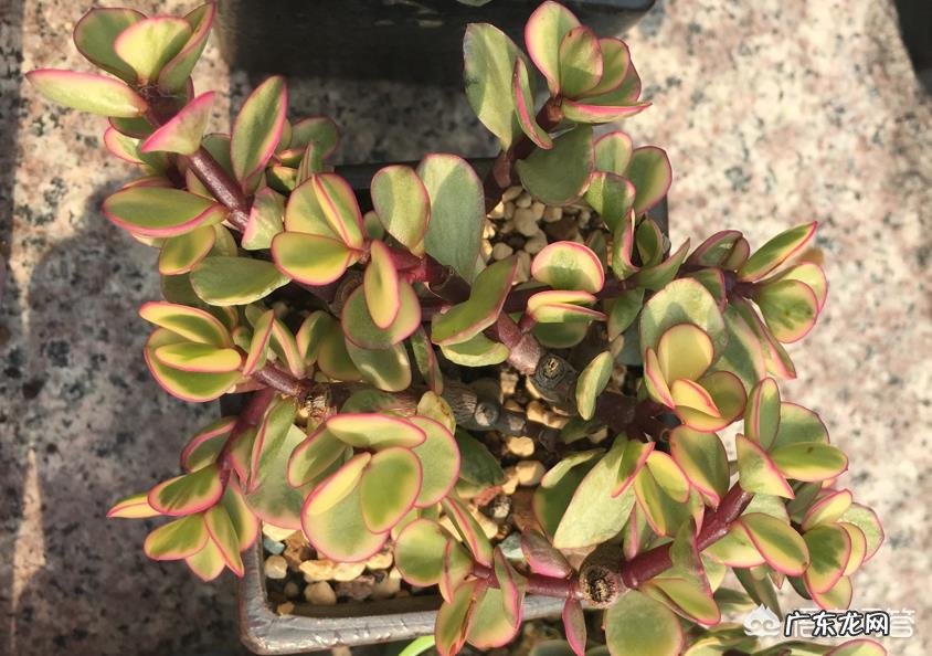 多肉植物雅乐之舞秋季如何繁殖?具体步骤是怎么样的?