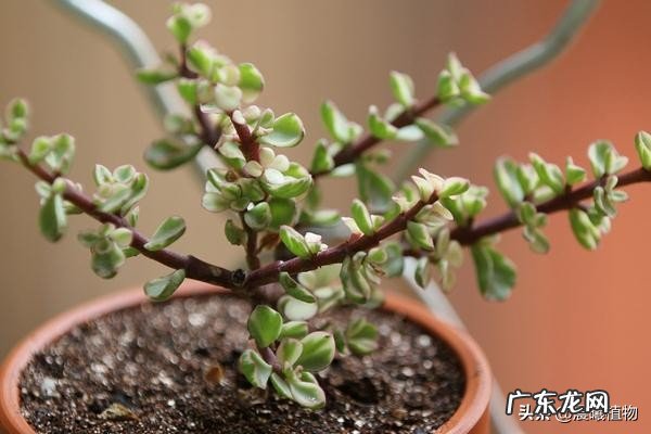 多肉植物雅乐之舞秋季如何繁殖?具体步骤是怎么样的?