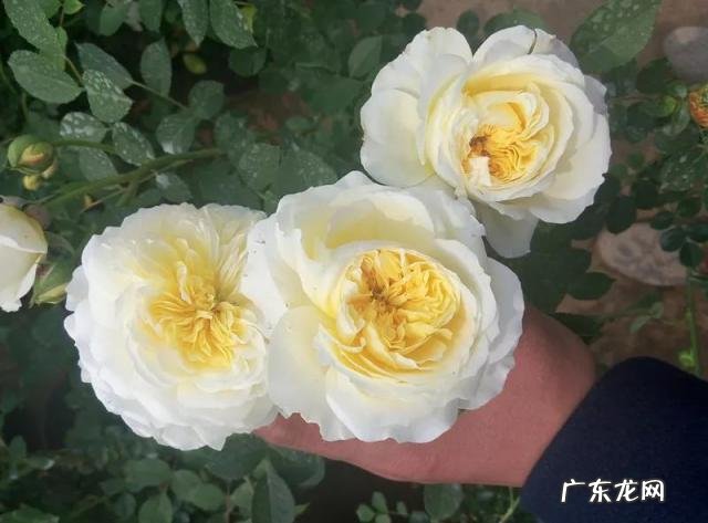 甜梦月季的图片大全 黄色切花月季品种