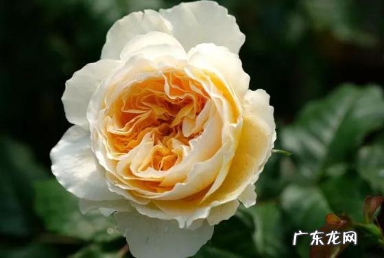 甜梦月季的图片大全 黄色切花月季品种