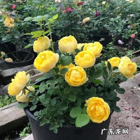 甜梦月季的图片大全 黄色切花月季品种