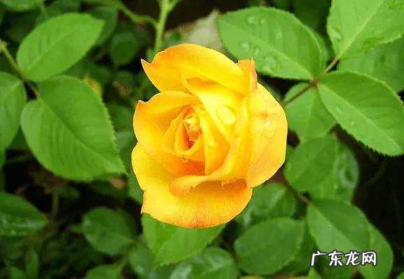 甜梦月季的图片大全 黄色切花月季品种