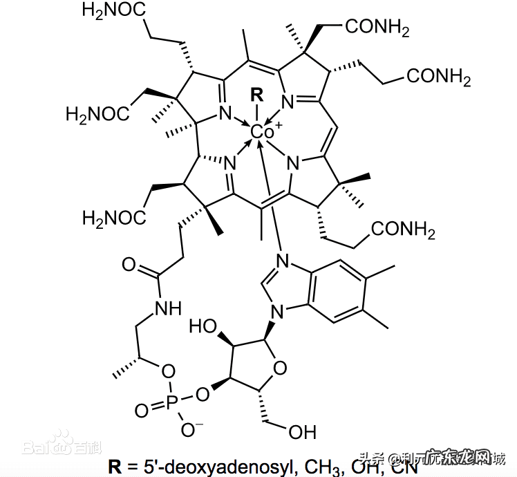维生素b12哪些食物最多 维生素b12的作用和功效