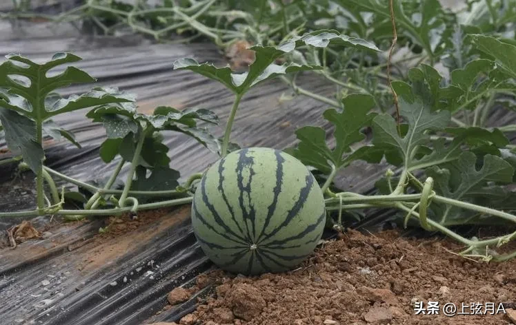今年天气热,8月7日将立秋,以前说立秋后就不要吃西瓜,真的吗?