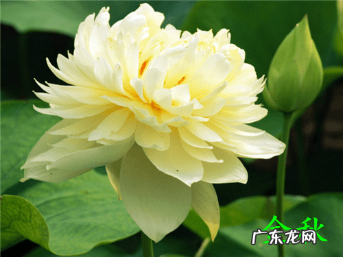 荷花几月份开放 荷花什么时候开的最好