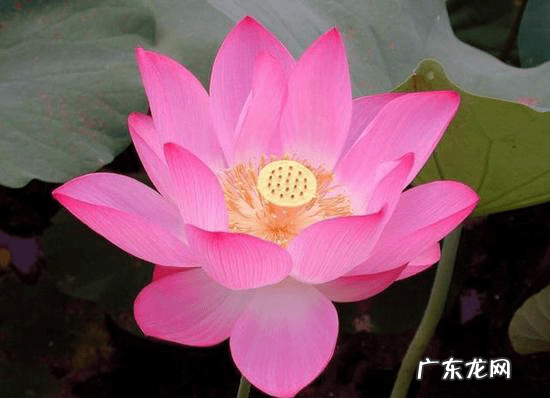 荷花几月份开放 荷花什么时候开的最好