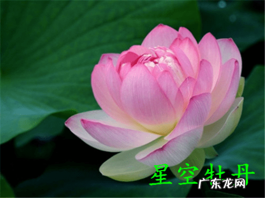 荷花几月份开放 荷花什么时候开的最好