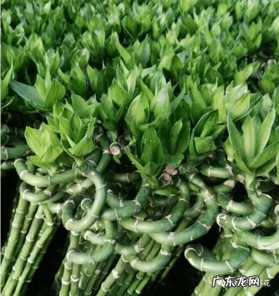 竹筒流水器的制作视频 竹子风水轮制作大全