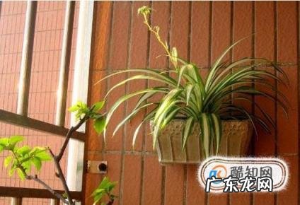 赶紧看过来吧表情包 樟脑丸怎么用？正确使用樟脑丸方法