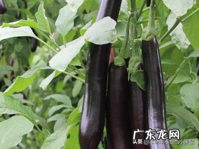 如何判断茄子的老嫩,怎样挑选嫩的茄子?