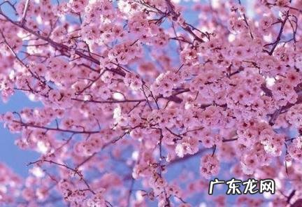 想你却不敢打扰你的句子 想你却不敢打扰你的句子说说