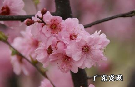 想你却不敢打扰你的句子 想你却不敢打扰你的句子说说