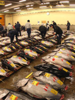 如何自制吞拿鱼 吞拿鱼是什么鱼?