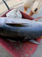 如何自制吞拿鱼 吞拿鱼是什么鱼?