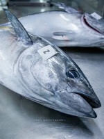 如何自制吞拿鱼 吞拿鱼是什么鱼?