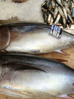 如何自制吞拿鱼 吞拿鱼是什么鱼?