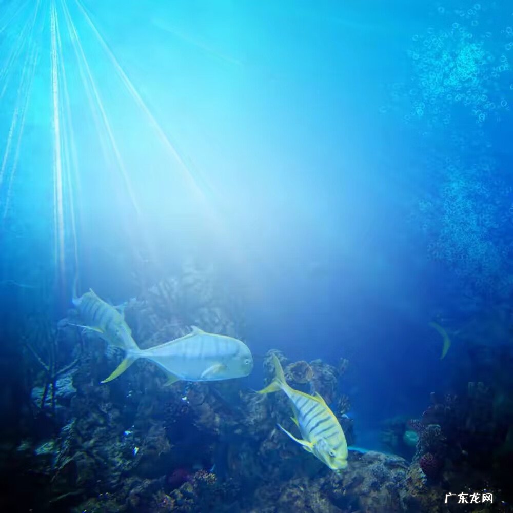 门口放鱼缸风水好不好 红色鱼缸风水