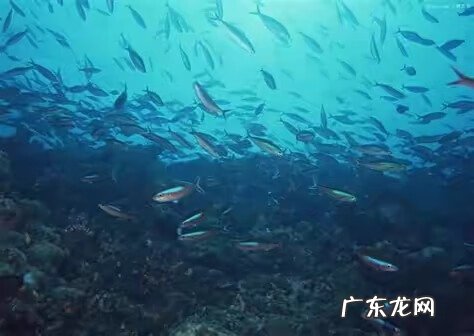 门口放鱼缸风水好不好 红色鱼缸风水