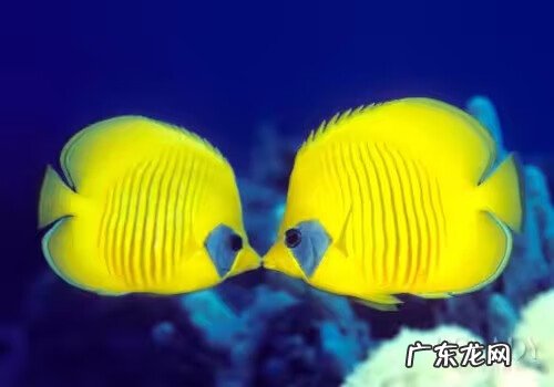 门口放鱼缸风水好不好 红色鱼缸风水