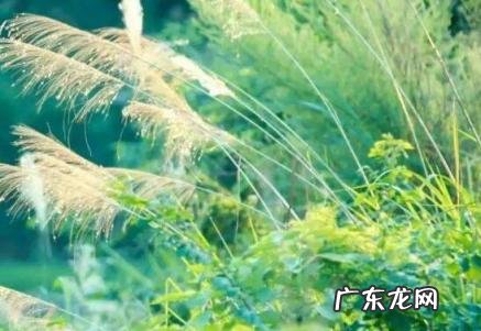 梧桐报早秋是什么意思 一叶梧桐一报秋是哪首诗