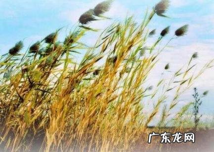 梧桐报早秋是什么意思 一叶梧桐一报秋是哪首诗