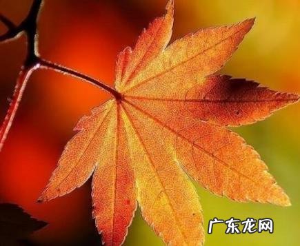 立秋吃什么传统美食养生 立秋吃啥好吃又养生