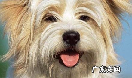 狗狗想念主人的表现 狗狗想念主人的表现有哪些