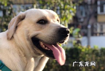 狗狗想念主人的表现 狗狗想念主人的表现有哪些