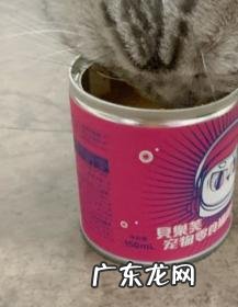 斯芙蕾奶茶怎么样 贝乐芙猫奶茶怎么样好喝吗